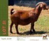 1 X KALAHARI RED DOE Bushra Stud