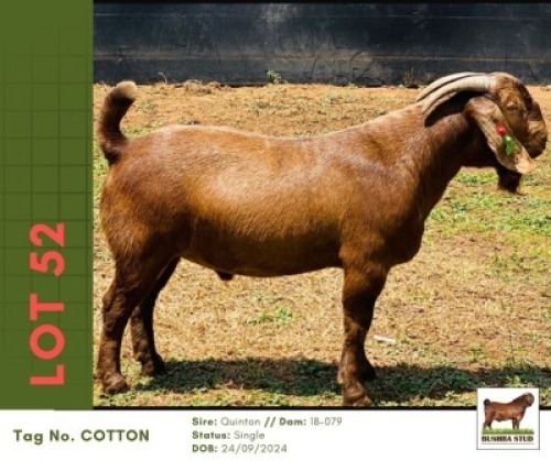 WITHDRAWN - 1 X KALAHARI RED BUCK Bushra Stud