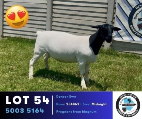 1 X BLACK HEAD DORPER EWE Hennie Schutte Dorpers & Boer Goats