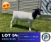 1 X BLACK HEAD DORPER EWE Hennie Schutte Dorpers & Boer Goats