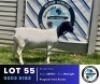 1 X BLACK HEAD DORPER EWE Hennie Schutte Dorpers & Boer Goats