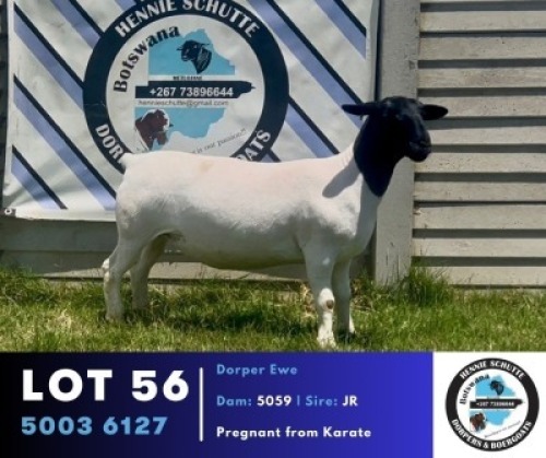 1 X BLACK HEAD DORPER EWE Hennie Schutte Dorpers & Boer Goats