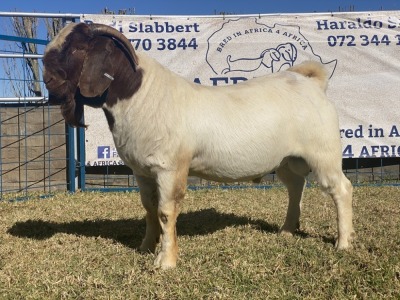 1 X BOERBOK RAM KARSTEN BOERBOKKE - STOET