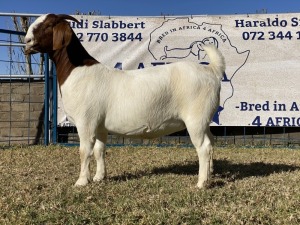 1 X BOERBOK OOI/EWE KARSTEN BOERBOKKE - POTENSIEEL STOET