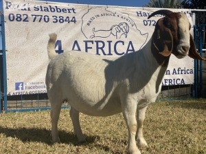 1 X BOERBOK OOI/EWE KARSTEN BOERBOKKE - STOET