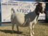 1 X BOERBOK OOI/EWE KARSTEN BOERBOKKE - STOET