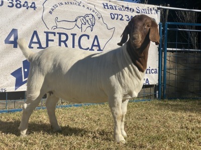 1 X BOERBOK OOI/EWE KARSTEN BOERBOKKE - KUDDE