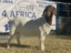 1 X BOERBOK OOI/EWE KARSTEN BOERBOKKE - KUDDE