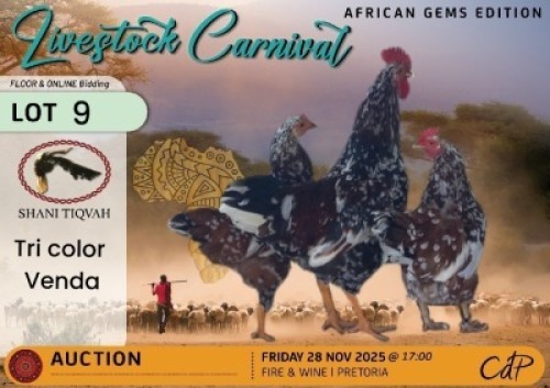 3 X CHICKENS 1 X ROOSTER & 2 X HEN Shani Tiqvah (Per animal to take the lot)