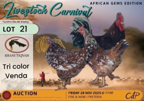 3 X CHICKENS 1 X ROOSTER & 2 X HEN Shani Tiqvah (Per animal to take the lot)