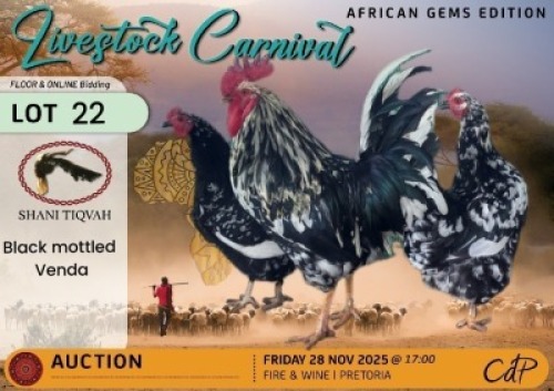 3 X CHICKENS 1 X ROOSTER & 2 X HEN Shani Tiqvah (Per animal to take the lot)