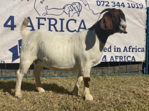 1 X BOERBOK OOI/EWE KARSTEN BOERBOKKE - KUDDE/SPEEN/KLEUR