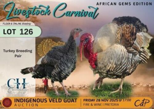 2 X CHICKENS 1 X ROOSTER & 1 X HEN CH Boerdery (Per animal to take the lot)