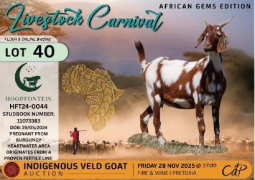 1 X CAPE LOB EAR DOE Hoopfontein Stoet