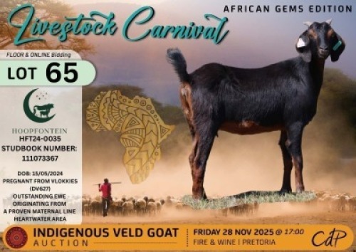 1 X CAPE LOB EAR DOE Hoopfontein Stoet