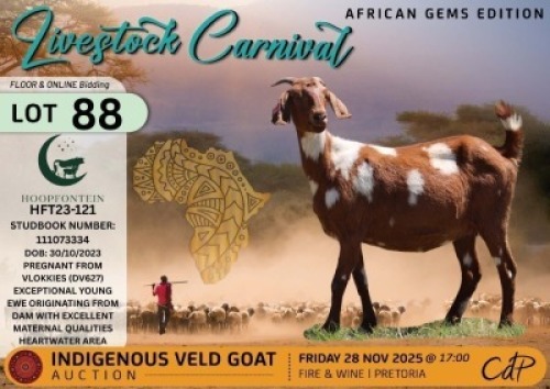 1 X CAPE LOB EAR DOE Hoopfontein Stoet