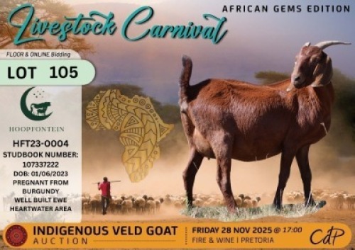 1 X CAPE LOB EAR DOE Hoopfontein Stoet