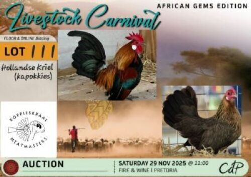 2 X CHICKENS 1 X ROOSTER & 1 X HEN Koppieskraal Meatmasters (Per animal to take the lot)