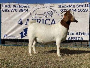 1 X BOERBOK OOI/EWE KARSTEN BOERBOKKE - STOET