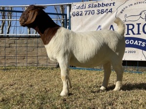 1 X BOERBOK OOI/EWE KARSTEN BOERBOKKE - KUDDE