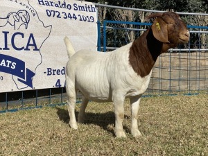 1 X BOERBOK OOI/EWE KARSTEN BOERBOKKE - KUDDE