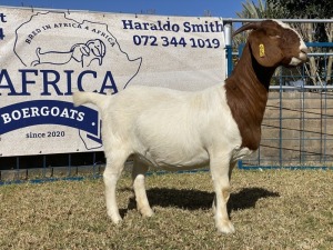 1 X BOERBOK OOI/EWE KARSTEN BOERBOKKE - POTENSIEEL STOET