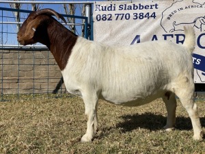 1 X BOERBOK OOI/EWE KARSTEN BOERBOKKE - STOET