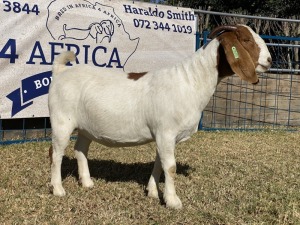 1 X BOERBOK OOI/EWE KARSTEN BOERBOKKE - KUDDE/SPEEN/KLEUR