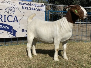 1 X BOERBOK OOI/EWE KARSTEN BOERBOKKE - KUDDE