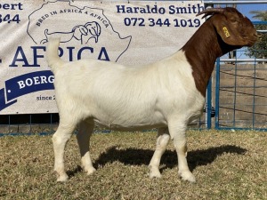 1 X BOERBOK OOI/EWE KARSTEN BOERBOKKE - POTENSIEEL STOET