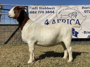 1 X BOERBOK OOI/EWE KARSTEN BOERBOKKE - POTENSIEEL STOET