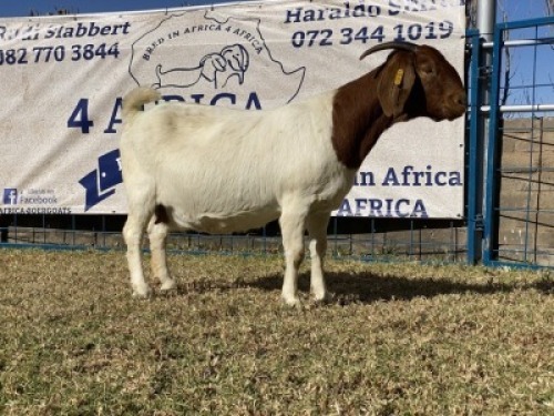 1 X BOERBOK OOI/EWE KARSTEN BOERBOKKE - KUDDE