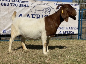 1 X BOERBOK OOI/EWE KARSTEN BOERBOKKE - KUDDE