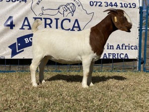 1 X BOERBOK OOI/EWE KARSTEN BOERBOKKE - POTENSIEEL STOET