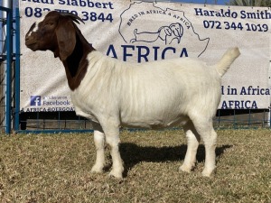 1 X BOERBOK OOI/EWE KARSTEN BOERBOKKE - KUDDE/SPEEN