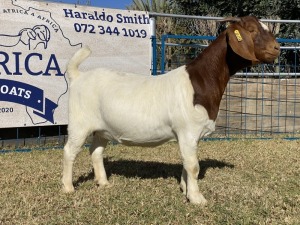 1 X BOERBOK OOI/EWE KARSTEN BOERBOKKE - KUDDE