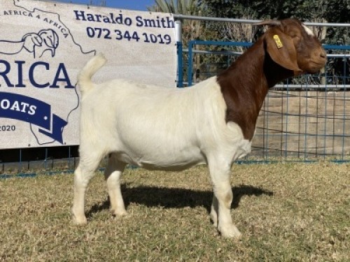 1 X BOERBOK OOI/EWE KARSTEN BOERBOKKE - KUDDE