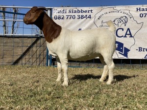 1 X BOERBOK VROULIK KARSTEN BOERBOKKE - KUDDE/SPEEN