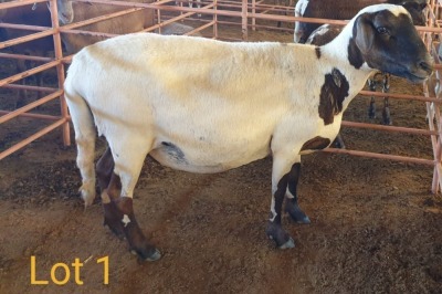 LOT 1 1X MEATMASTER OOI/EWE OSVLEY MEATMASTER