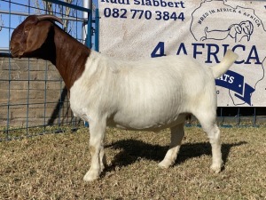 1 X BOERBOK OOI/EWE KARSTEN BOERBOKKE - POTENSIEEL STOET