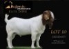 1 X BOER GOAT STUD BUCK Shongololo Boerbok Stoet 1563