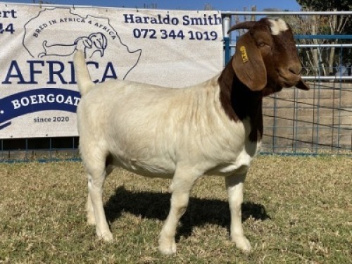 1 X BOERBOK OOI/EWE KARSTEN BOERBOKKE - KUDDE