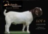 1 X BOER GOAT FLOCK BUCK Shongololo Boerbok Stoet 1563