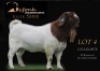 1 X BOER GOAT STUD BUCK Shongololo Boerbok Stoet 1563
