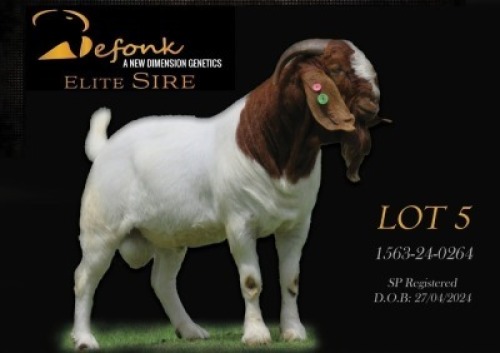 1 X BOER GOAT FLOCK BUCK Shongololo Boerbok Stoet 1563