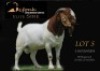 1 X BOER GOAT FLOCK BUCK Shongololo Boerbok Stoet 1563
