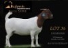 1 X BOER GOAT STUD DOE Shongololo Boerbok Stoet 1563