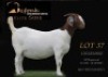 1 X BOER GOAT PREGNANT STUD DOE Shongololo Boerbok Stoet 1563