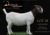 1 X BOER GOAT PREGNANT FLOCK DOE Shongololo Boerbok Stoet 1563
