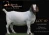 1 X BOER GOAT PREGNANT FLOCK ON COLOUR DOE Shongololo Boerbok Stoet 1563